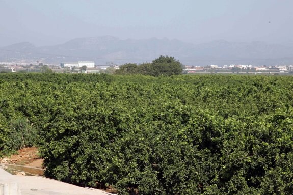 Terrenos de la Garrofera donde se proyectó este PAI. :: f. garcía