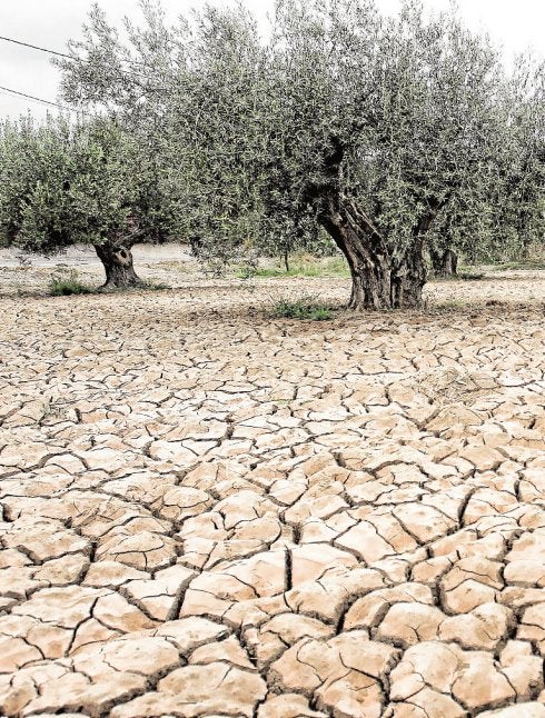 Un campo de olivos completamente seco. :: alex dominguez