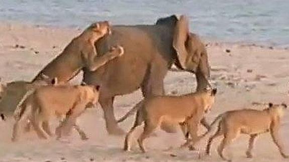 Una cría de elefante se salva del ataque de 14 leonas