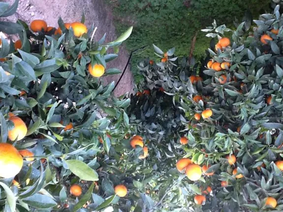 Huerto de mandarina tardía Orri. :: lp