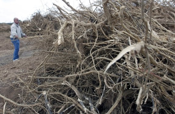 Un agricultor aparta árboles secos por la falta de lluvia en un costado de su campo en Godelleta. :: txema rodríguez