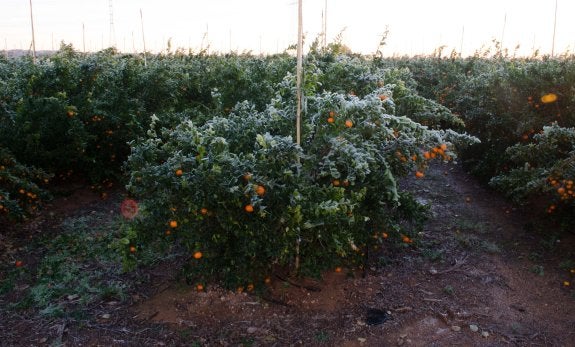 Izquierda, campo de Nadorcott el pasado día 30 al amanecer, en plena helada y con la microaspersión en marcha. Derecha, el mismo campo, tres días después, en perfecto estado. :: miguel lladró