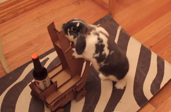 Un hombre enseña a su conejo a llevarle botellas de cerveza.