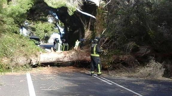 Los bomberos retiran el árbol que se ha caído en la carretera del Saler.