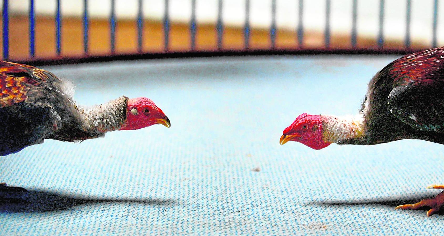 Dos gallos de pelea se miran fijamente antes de iniciar una pelea en Fuierteventura.