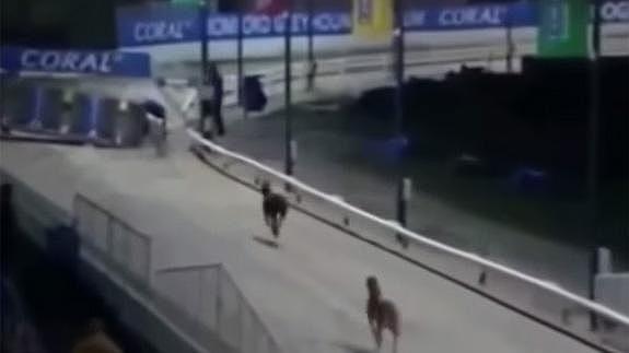 Dos galgos dan una lección de compañerismo en plena carrera