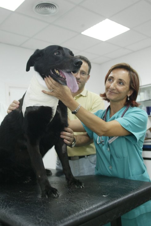 Una veterinaria atiende a un perro en su clínica. :: martin bueso