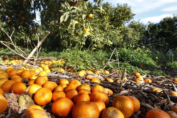 Naranjas en el suelo en un huerto de la provincia de Valencia. :: jesús signes