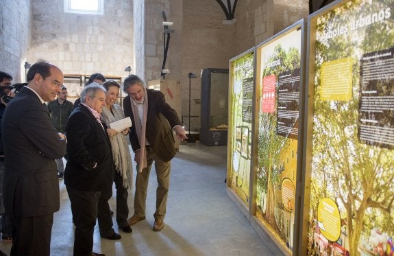 Xàtiva acoge en Sant Domènec la exposición 'EnArbolar: Grandes árboles para la vida'