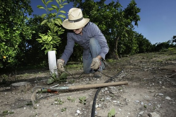 Un agricultor arregla unos tubos del sistema de riego a goteo en un campo de naranjos. :: juantxo ribes