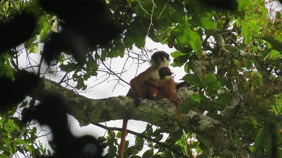 Un 'colobo rojo de Bouvier' (Piliocolobus bouvieri), con su cría.