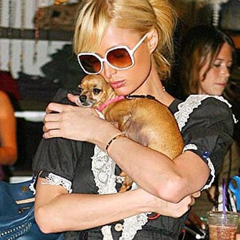 Paris Hilton y su chihuahua Tinkerbell siempre han sido inseparables.