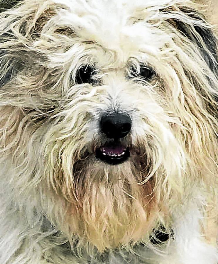 Lucky, el perro español que ganó en Cannes
