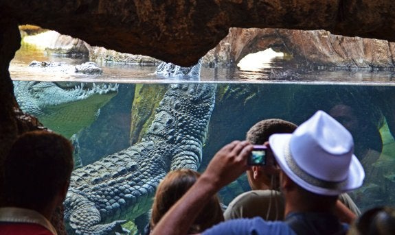 Varias personas, observando y fotografiando cocodrilos en el Bioparc de Valencia.:: LP