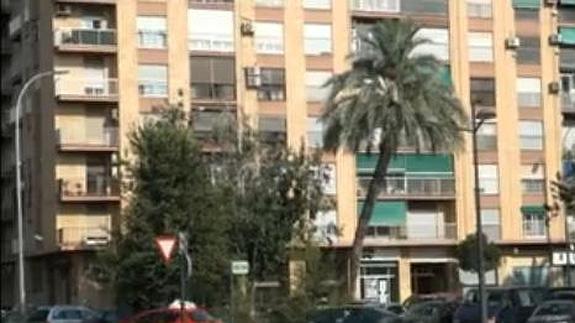 Palmera en mal estado en la zona del Bulevar sur de Valencia.