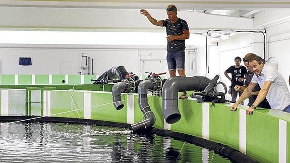 Alevines de atún rojo, alimentados en las instalaciones inauguradas el pasado 10 de julio en Murcia.