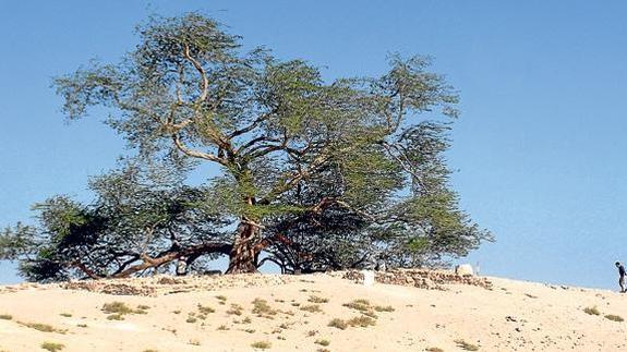El Árbol de la Vida, el único de la zona. 