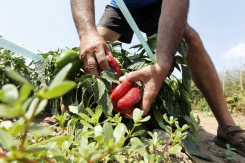Recolección de pimientos en cultivo ecológico. :: jesús Signes