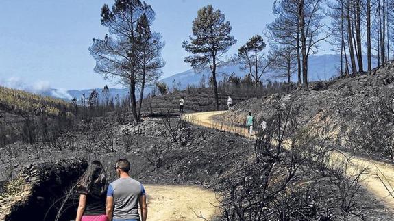 Una pareja pasea por uno de los montes calcinados en Extremadura.