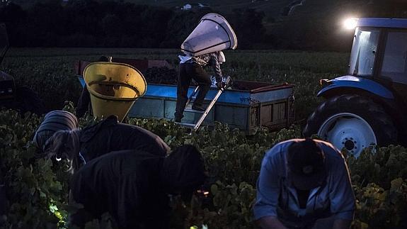 Trabajadores vendimian por la noche en el viñedo de 'Moulin à vent'.