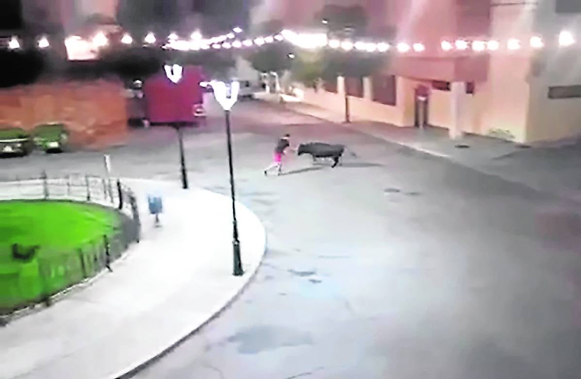 Un vecino intenta reconducir una de las vacas escapadas por las calles del municipio.