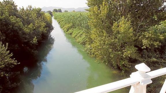 La proliferación de cañas y vegetación está empezando a ahogar el río Júcar. Gavarda también aparece entre los municipios con riesgo.