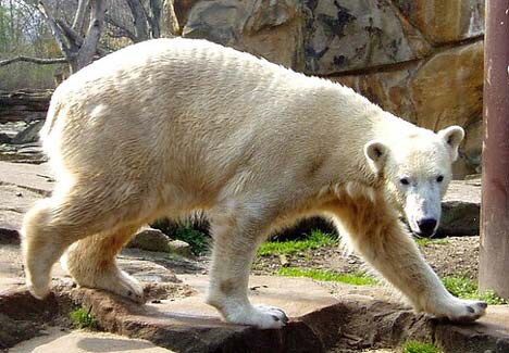 'knut', oso que musió de un síndrome inmune propio de las personas, en el zoológico de Berlín en 2011.