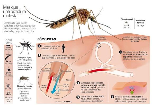 El Ayuntamiento de Valencia pide que se vacíen de agua las macetas para evitar el mosquito tigre