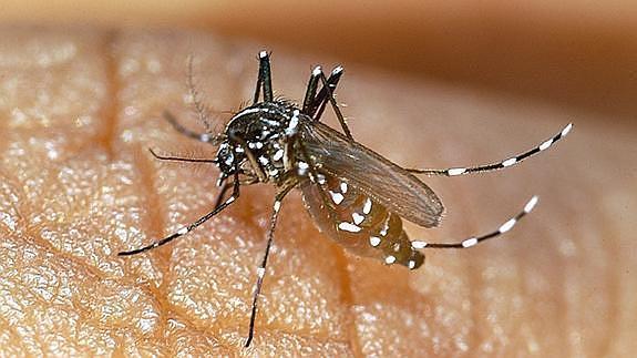 Mosquito tigre (Aedes albopictus).