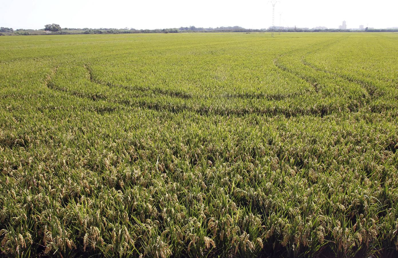 Un hongo muy agresivo pone en peligro los arrozales valencianos