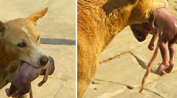Perro rescata a un bebé en Brasil.