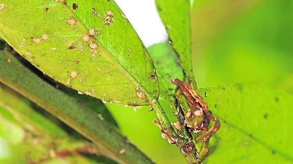 Las hormigas cuidan de  los insectos que 'ordeñan'