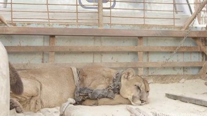 Liberan a un puma que estuvo encerrado en una jaula de circo durante 20 años