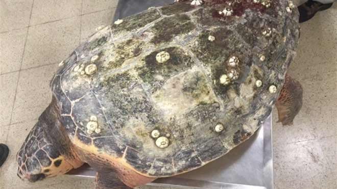 Rescatada una tortuga Caretta en Benicarló con síndrome descompresivo