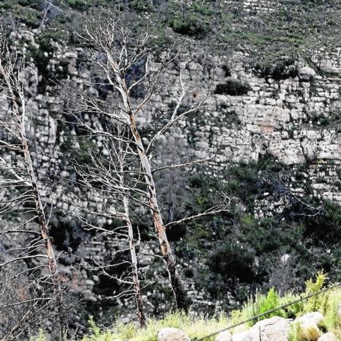 Tres árboles muertos permanecen junto a la ladera de Andilla, testigos del fuego que destruyó buena parte de su monte.