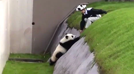 Un panda pide ayuda a una cuidadora.