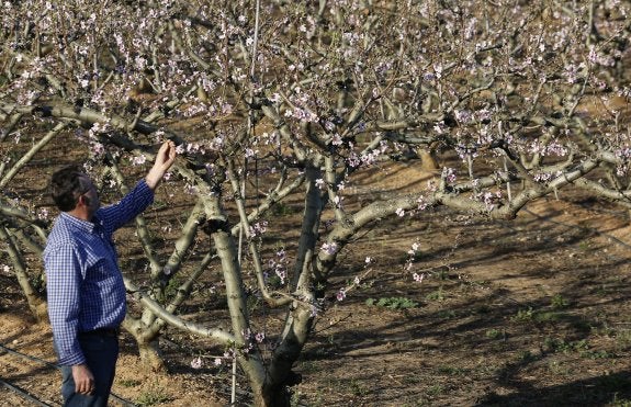 El cálido invierno asfixia al campo valenciano