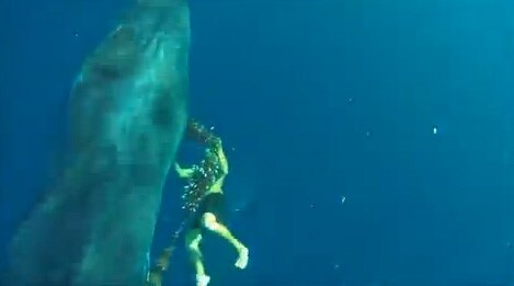 Rescate de una ballena en Fuerteventura.