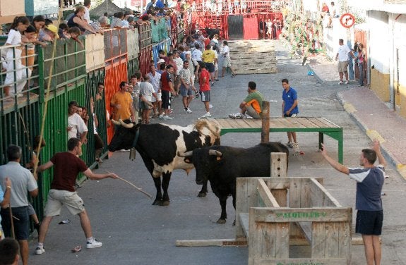 Los pastores tratan de que un toro siga al manso hasta los corrales durante un festejo. :: lp