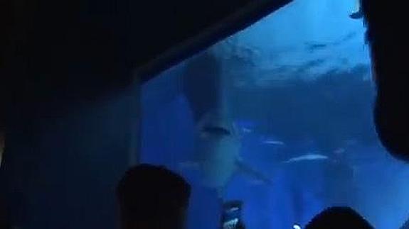 Un tiburón del acuario de la isla japonesa de Okinawa.