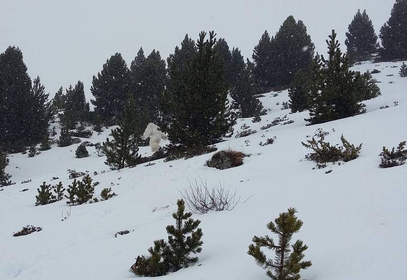 Unos esquiadores dicen haber visto al Yeti en Formigal