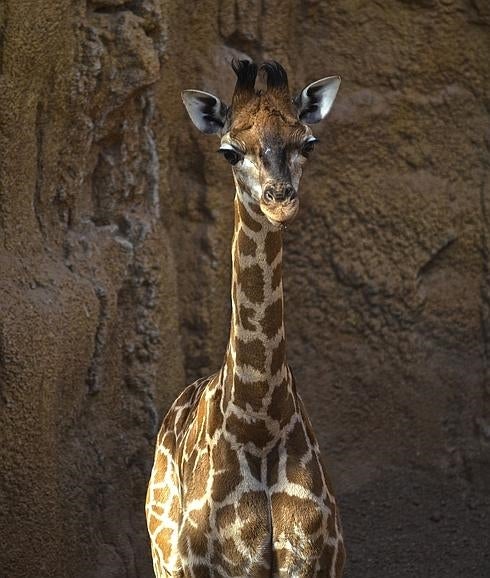 La pequeña jirafa del Bioparc se llamará Lluna