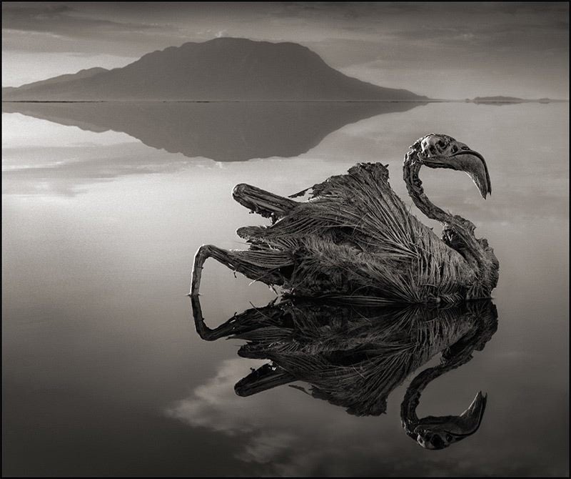 Flamento calcificado en el lago Natron en Tanzania, África.