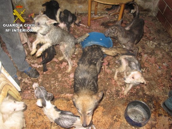 La Guardia Civil halla 24 perros hacinados en una casa de Benaguasil