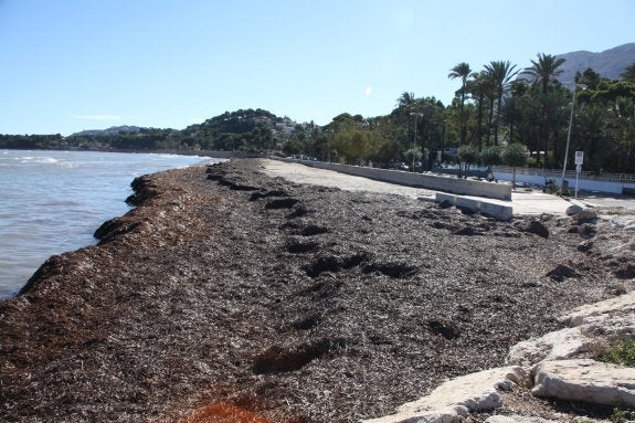 Algas acumuladas en la playa de la Marineta Cassiana en noviembre de 2015 que después sirvieron para hacer un cordón de algas para evitar la erosión de la costa. :: tino calvo