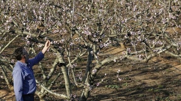 Almedros en flor a causa del calor a primeros del mes de enero en Carlet.