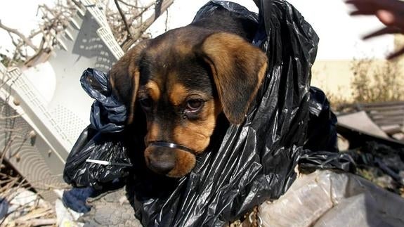 Rescatan a una cachorrita amordazada y abandonada en una bolsa de basura