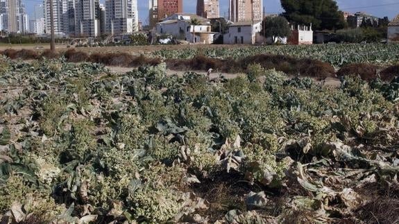 Ava-Asaja reclama a Hacienda «sustanciales» rebajas fiscales a agricultores afectados por la sequía y el calor