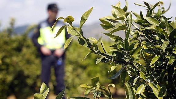 Gobierno, Consell, sector agrario y justicia crean un grupo de trabajo para evitar los robos en el campo