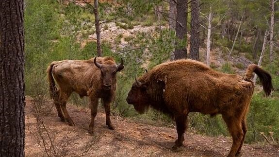 5 bisontes llegan a Benagéber desde Inglaterra
